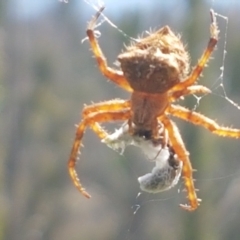 Araneinae (subfamily) at Pinbeyan, NSW - 7 Mar 2021