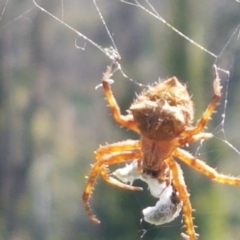 Araneinae (subfamily) at Pinbeyan, NSW - 7 Mar 2021