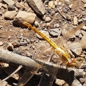 Diplacodes haematodes at Yarrangobilly, NSW - 7 Mar 2021