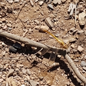 Diplacodes haematodes at Yarrangobilly, NSW - 7 Mar 2021