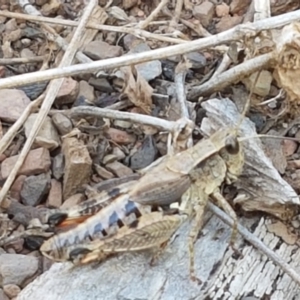 Phaulacridium vittatum at Yarrangobilly, NSW - 7 Mar 2021 01:12 PM