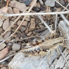 Phaulacridium vittatum at Yarrangobilly, NSW - 7 Mar 2021 01:12 PM