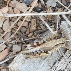 Phaulacridium vittatum at Yarrangobilly, NSW - 7 Mar 2021 01:12 PM