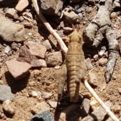 Acrididae sp. (family) (Unidentified Grasshopper) at Yarrangobilly, NSW - 7 Mar 2021 by trevorpreston