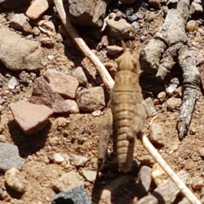 Acrididae sp. (family) (Unidentified Grasshopper) at Yarrangobilly, NSW - 7 Mar 2021 by trevorpreston