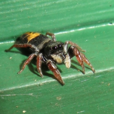 Apricia jovialis (Jovial jumping spider) at Flynn, ACT - 7 Mar 2021 by Christine