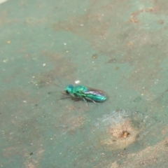 Chrysididae (family) at Flynn, ACT - 7 Mar 2021