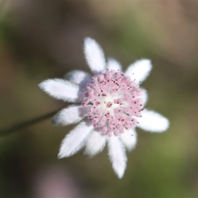 Actinotus forsythii (Pink Flannel Flower) by Sarah2019