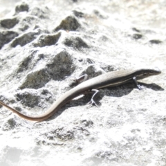 Morethia boulengeri (Boulenger's Skink) at Wee Jasper, NSW - 7 Mar 2021 by ArcherCallaway