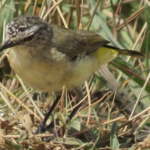 Acanthiza chrysorrhoa at Macnamara, ACT - 7 Mar 2021