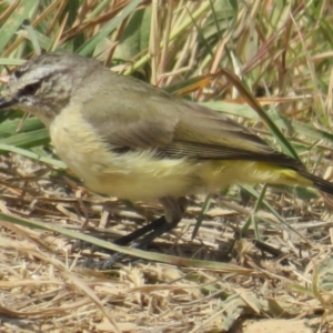 Acanthiza chrysorrhoa at Macnamara, ACT - 7 Mar 2021