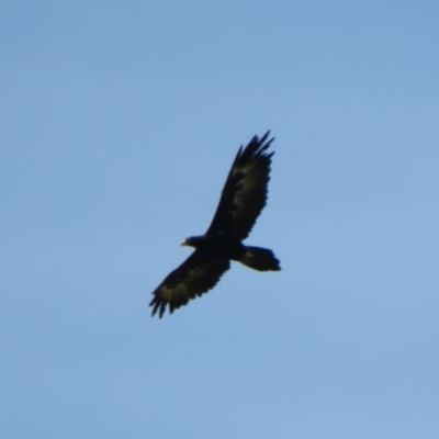 Aquila audax (Wedge-tailed Eagle) at Macgregor, ACT - 7 Mar 2021 by Christine