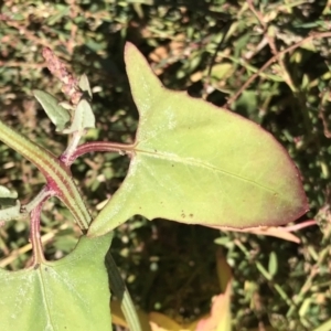 Atriplex prostrata at Lawson, ACT - 28 Feb 2021 03:00 PM