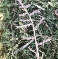 Atriplex prostrata at Lawson, ACT - 28 Feb 2021 03:00 PM