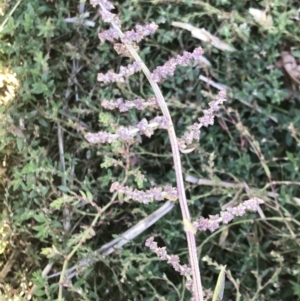 Atriplex prostrata at Lawson, ACT - 28 Feb 2021 03:00 PM