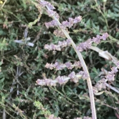 Atriplex prostrata at Lawson, ACT - 28 Feb 2021 03:00 PM