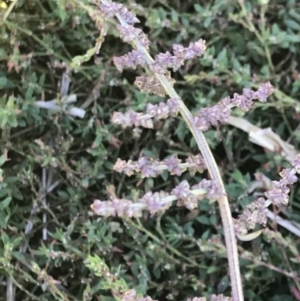 Atriplex prostrata at Lawson, ACT - 28 Feb 2021 03:00 PM