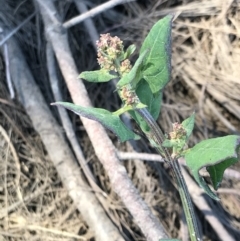 Atriplex prostrata at Lawson, ACT - 28 Feb 2021 03:00 PM