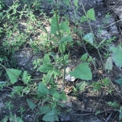 Atriplex prostrata at Lawson, ACT - 28 Feb 2021 03:00 PM