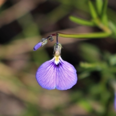 Hybanthus monopetalus (Slender Violet) at Morton National Park - 6 Mar 2021 by Sarah2019