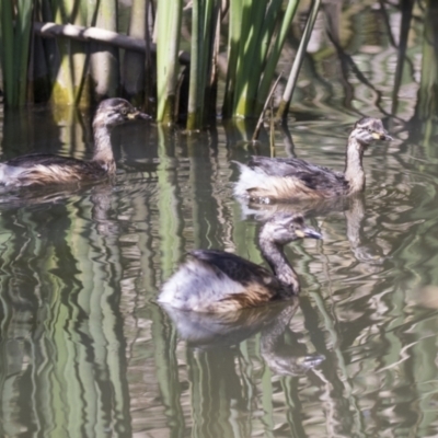 Tachybaptus novaehollandiae (Australasian Grebe) at Gungahlin, ACT - 4 Mar 2021 by AlisonMilton