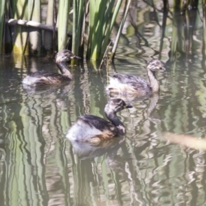 Tachybaptus novaehollandiae at Gungahlin, ACT - 4 Mar 2021