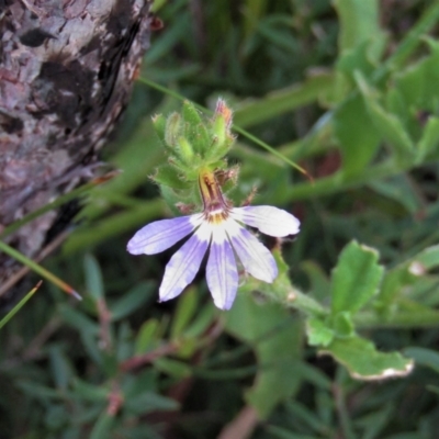 Scaevola albida (Small-fruit Fan-flower) at Morton National Park - 6 Mar 2021 by Sarah2019