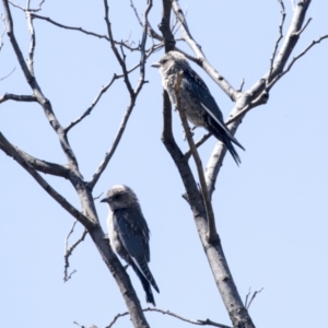 Artamus cyanopterus at Holt, ACT - 5 Mar 2021