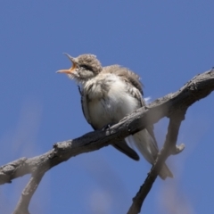 Lalage tricolor (White-winged Triller) at Holt, ACT - 5 Mar 2021 by AlisonMilton