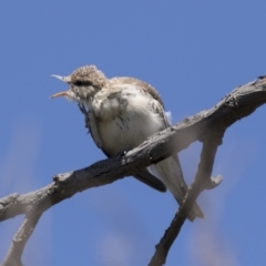 Lalage tricolor at Holt, ACT - 5 Mar 2021