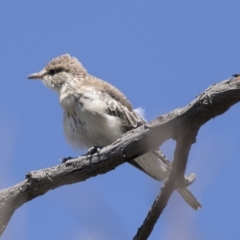 Lalage tricolor at Holt, ACT - 5 Mar 2021