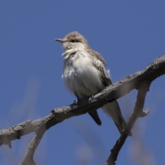 Lalage tricolor at Holt, ACT - 5 Mar 2021