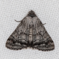 Stibaroma melanotoxa (Grey-caped Line-moth) at Melba, ACT - 6 Mar 2021 by Bron