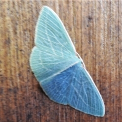 Chlorocoma carenaria (Veined Emerald) at Paddys River, ACT - 4 Mar 2021 by JohnBundock