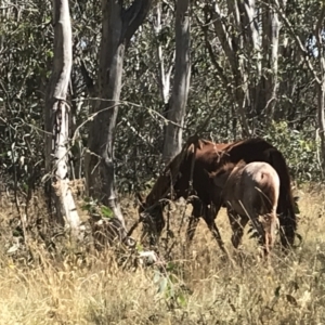 Equus caballus at Tantangara, NSW - 6 Mar 2021