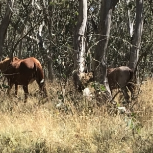 Equus caballus at Tantangara, NSW - suppressed