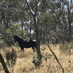 Equus caballus at Tantangara, NSW - 6 Mar 2021