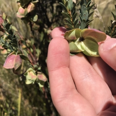 Pimelea bracteata (A Rice Flower) at Tantangara, NSW - 6 Mar 2021 by Tapirlord