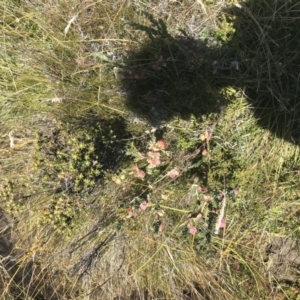 Pimelea bracteata at Tantangara, NSW - 6 Mar 2021