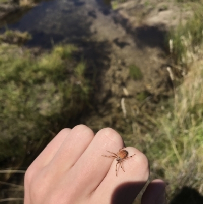 Araneinae (subfamily) (Orb weaver) at Kosciuszko National Park - 6 Mar 2021 by Tapirlord