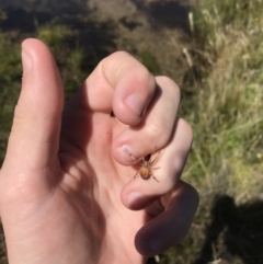 Araneinae (subfamily) at Tantangara, NSW - 6 Mar 2021 01:30 PM