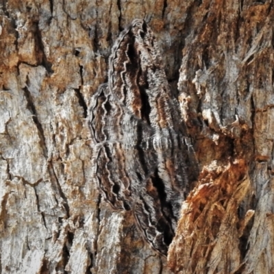 Scioglyptis chionomera (Grey Patch Bark Moth) at Coree, ACT - 5 Mar 2021 by JohnBundock