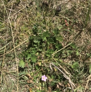 Geranium antrorsum at Tantangara, NSW - 6 Mar 2021