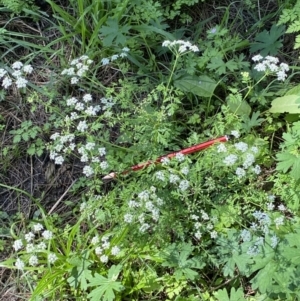 Conium maculatum at Stromlo, ACT - 5 Mar 2021 11:45 AM