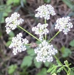 Conium maculatum at Stromlo, ACT - 5 Mar 2021