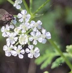 Conium maculatum at Stromlo, ACT - 5 Mar 2021