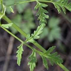 Conium maculatum at Stromlo, ACT - 5 Mar 2021