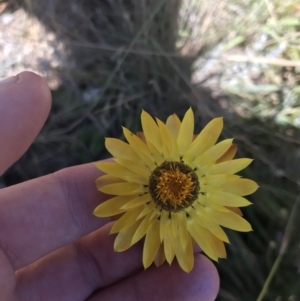 Xerochrysum subundulatum at Tantangara, NSW - 6 Mar 2021