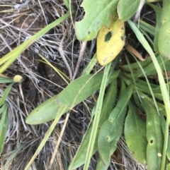 Xerochrysum subundulatum at Tantangara, NSW - 6 Mar 2021