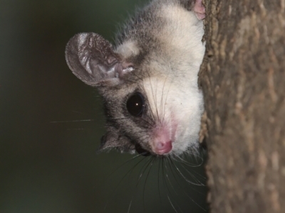 Cercartetus nanus (Eastern Pygmy Possum) at Uriarra Village, ACT - 6 Mar 2021 by TimotheeBonnet